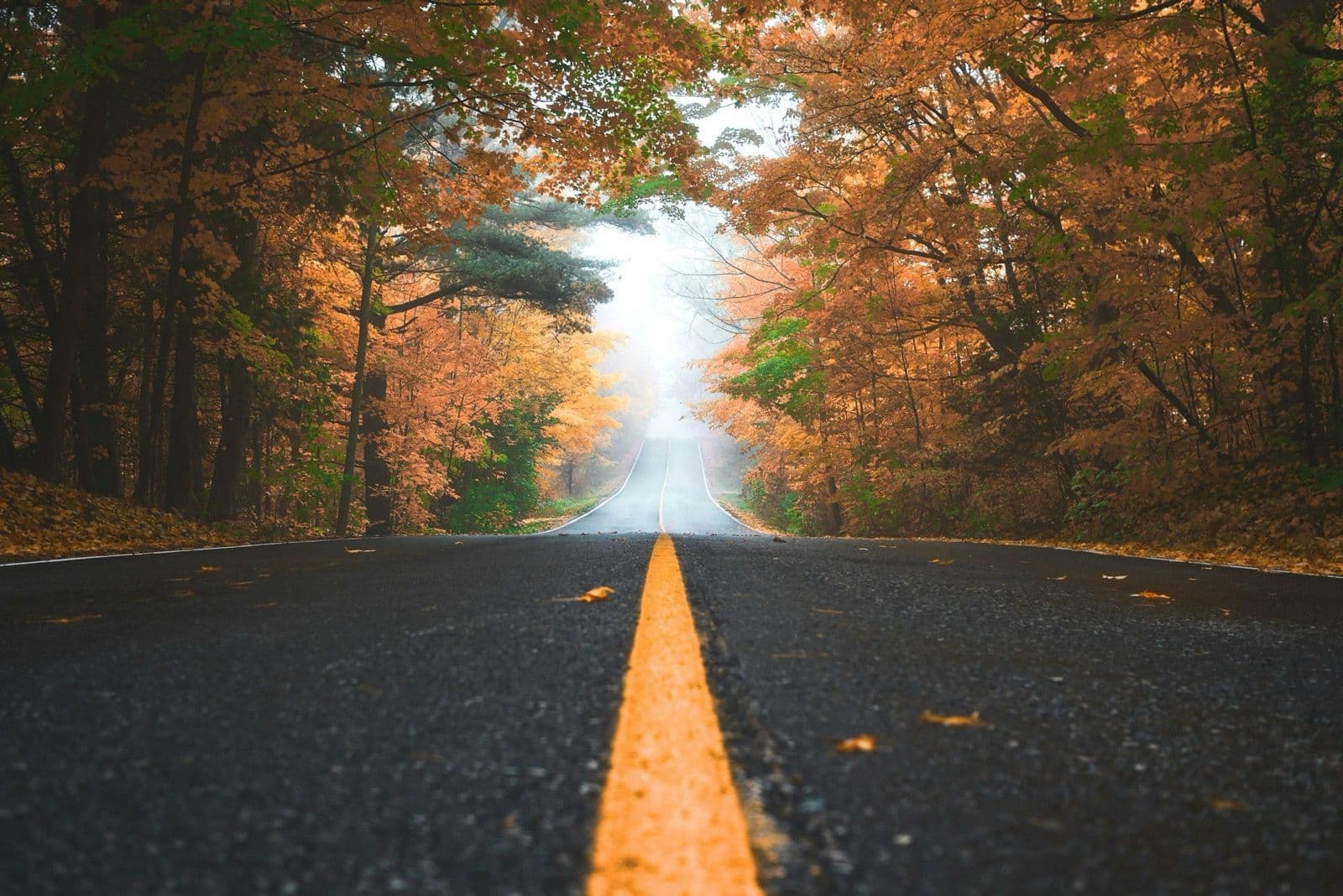 Landstraße mit gelber Mittellinie durch einen Herbstwald
